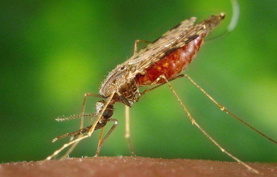 Dirección Territorial de Salud de Caldas implementa estrategias permanentes para prevenir la Malaria