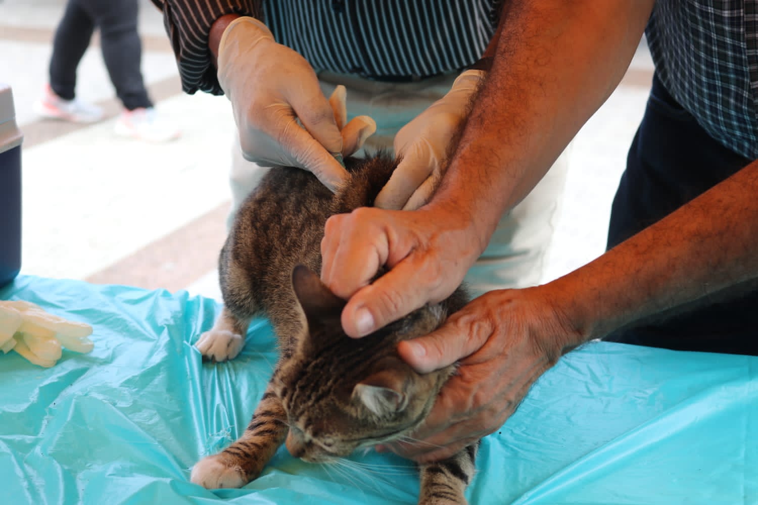 El departamento de Caldas supera la meta de vacunación contra la rabia en animales domésticos