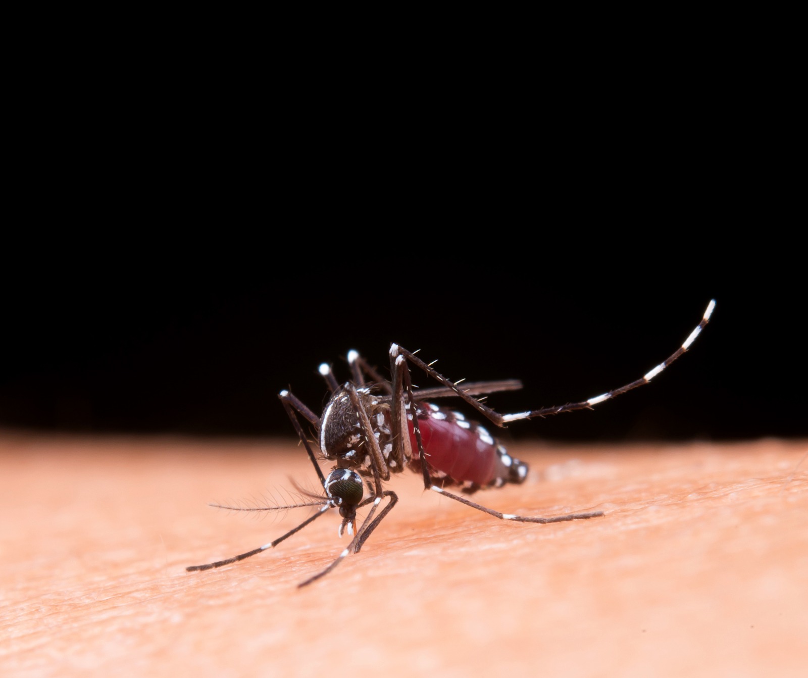 Dirección Territorial de Salud de Caldas se toma las Instituciones Educativas del departamento para prevenir el dengue.