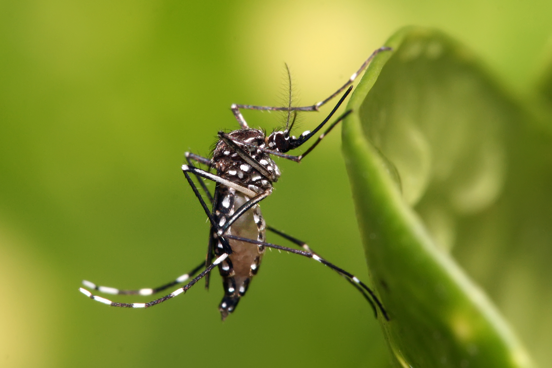 La DTSC y la Secretaría de Educación impulsan medidas preventivas frente a 231 casos de Dengue en Caldas