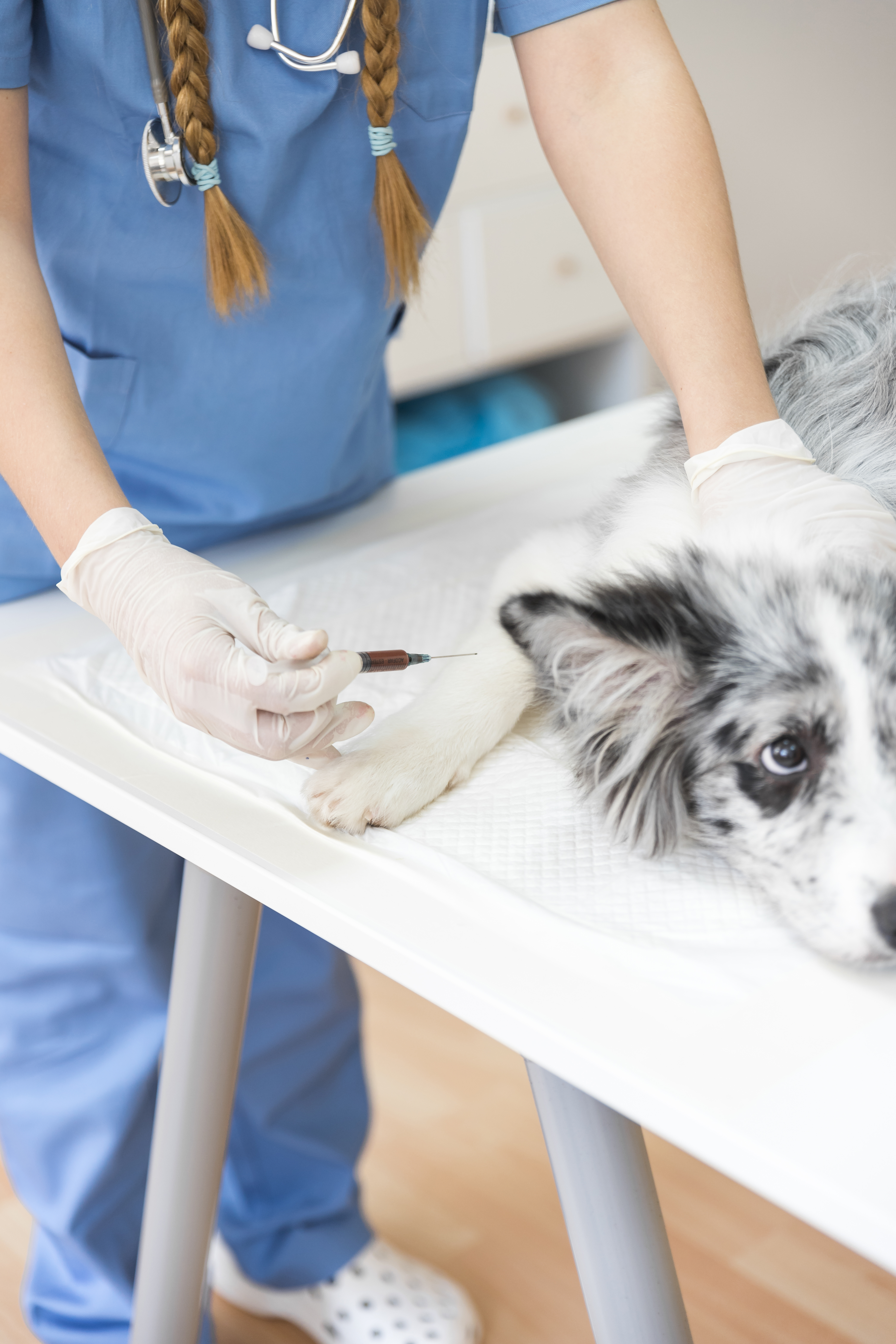 110 mil dosis de vacuna antirrábica estarán disponibles para aplicar a perros y gatos durante la actual vigencia